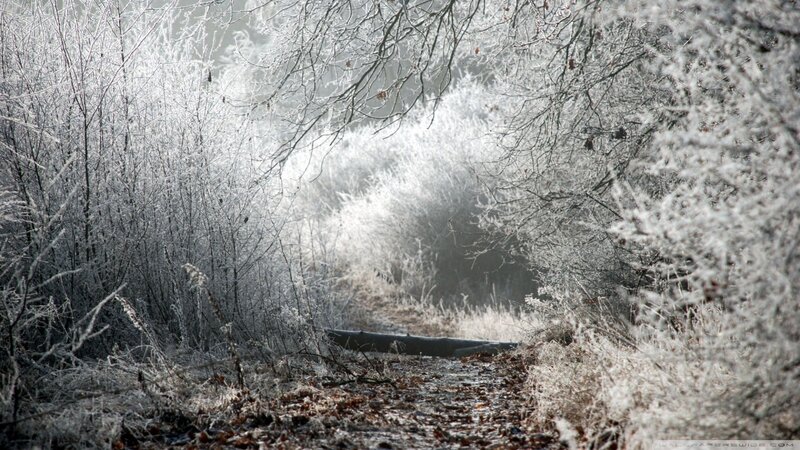 Frost-covered Forest Path — White, Cold, Winter, Photograph, Trees, Frost, Log