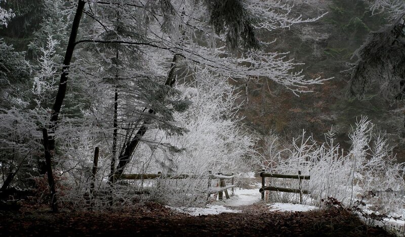 Frost-covered Forest Path — White, Cold, Winter, Photograph, Trees