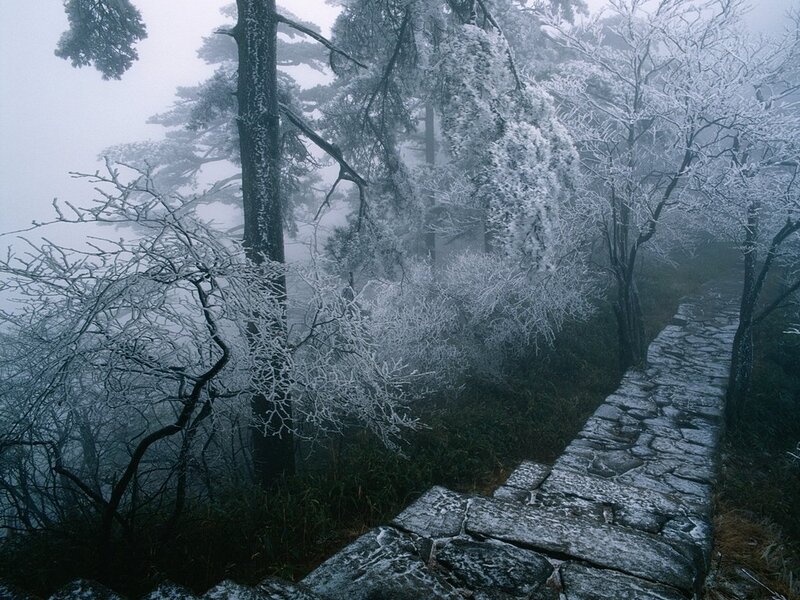 Frost-covered Forest Path — White, Misty