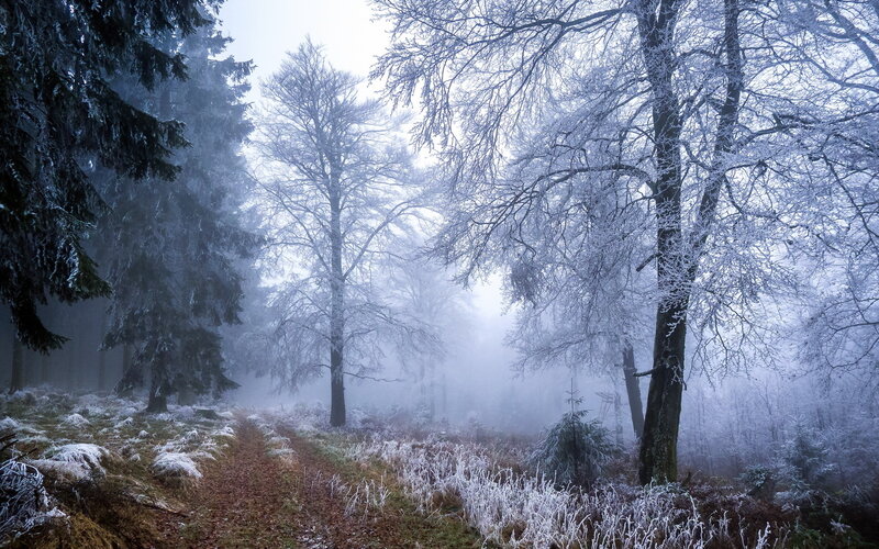 Frost-covered Forest Path — White, Misty, Winter, Photograph
