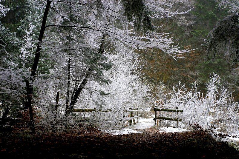 Frost-covered Forest Path — White, Serene