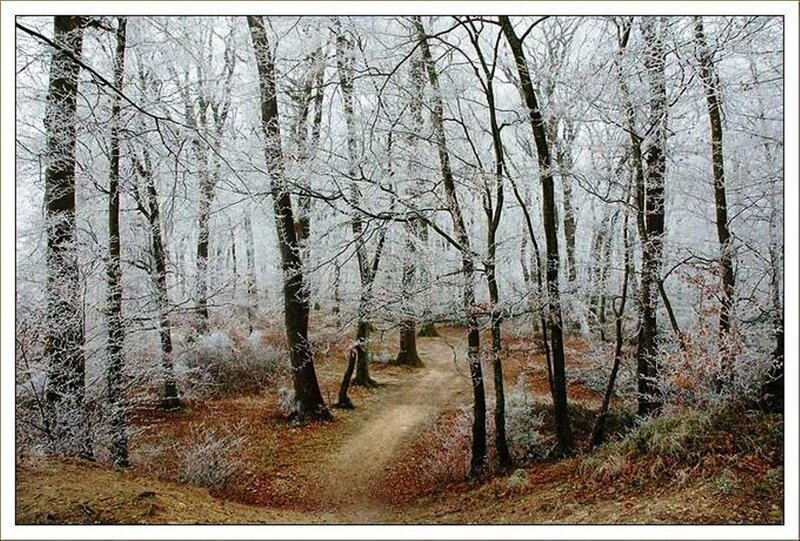 Frost-covered Forest Path — White, Serene, Winter, Photograph, Trees, Frost
