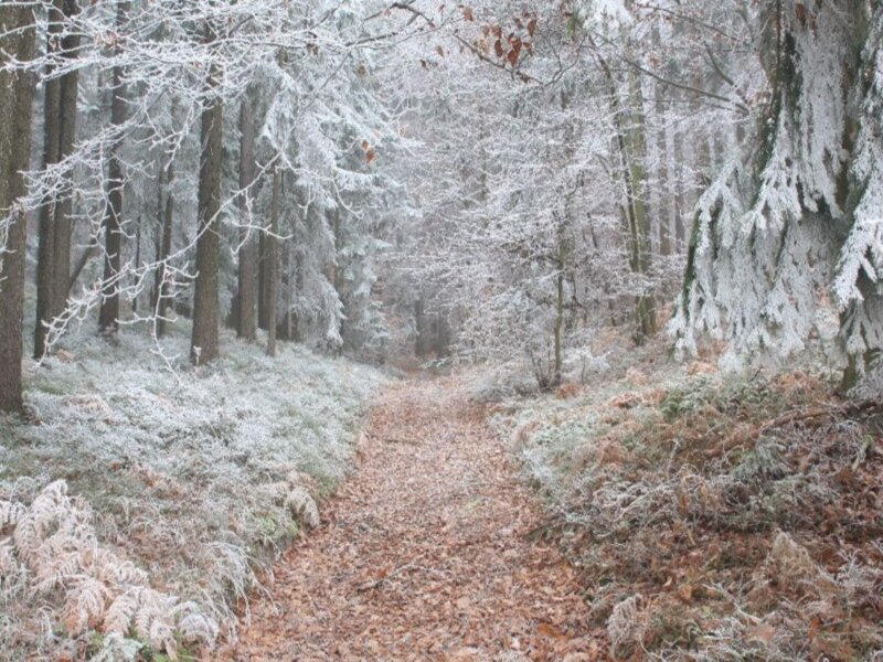 Frost-covered Forest Path — White, Serene, Winter, Photograph, Trees, Leaves