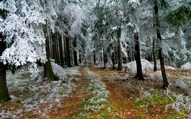 Frost-covered Forest Path — White, Serene, Winter, Photograph, Trees, Snow, Bushes, Green, Brown