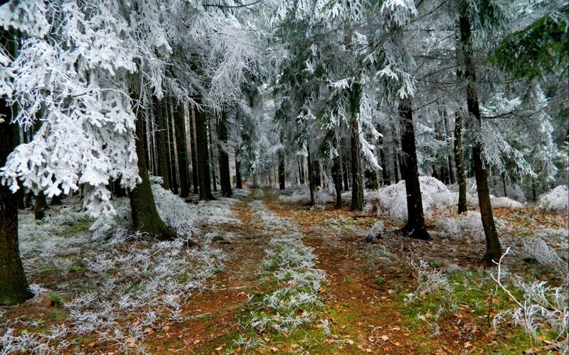 Frost-covered Forest Path — White, Serene, Winter, Photograph, Trees, Snow, Grass