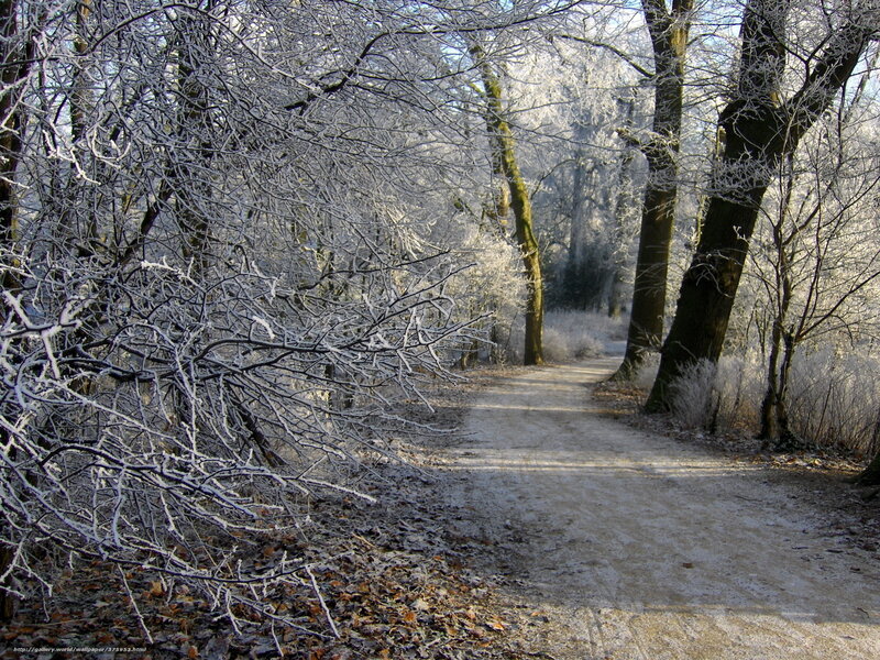 Frost-covered Forest Path — White, Serene, Winter, Photograph, Trees, Snow, Leaves