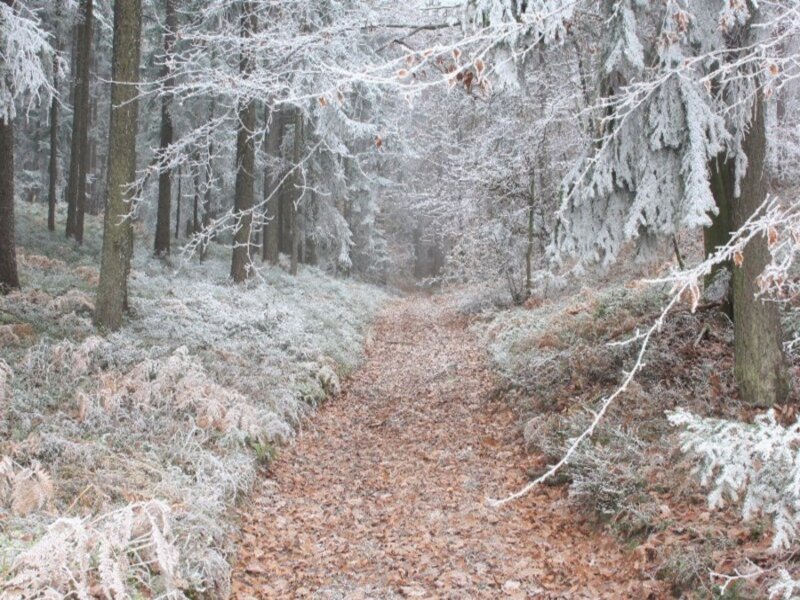 Frost-covered Forest Path — White, Serene, Winter, Photograph, Trees, Snow