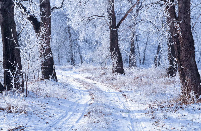 Frost-covered Forest Path — White, Serene, Winter, Photograph, Trees, Snow, Tracks