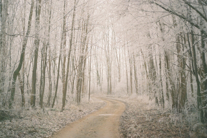 Frost-covered Forest Path — White, Serene, Winter, Photograph, Trees