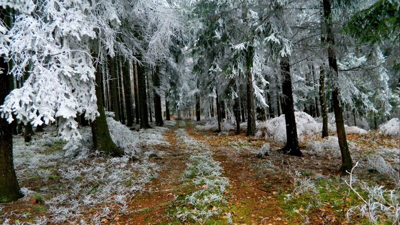 Frost-covered Forest Path — White, Serene, Winter