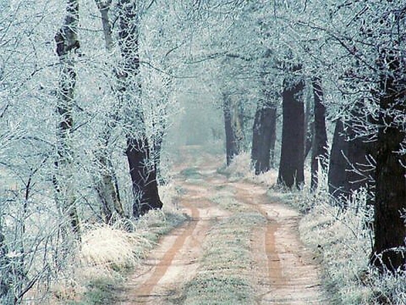 Frost-covered Forest Path — White