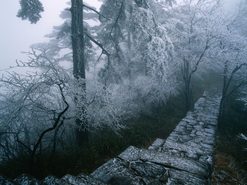 Frost-covered Forest Path — Winter