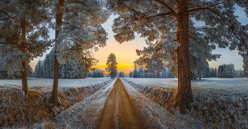 Frost-covered Forest Path — Yellow