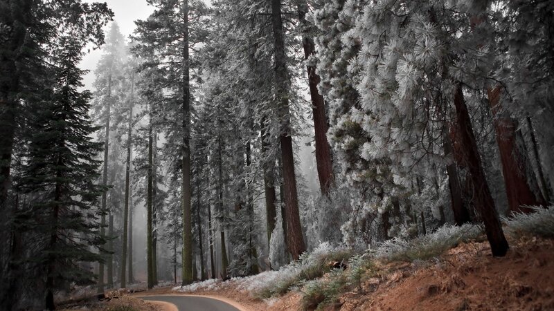 frost-covered forest road