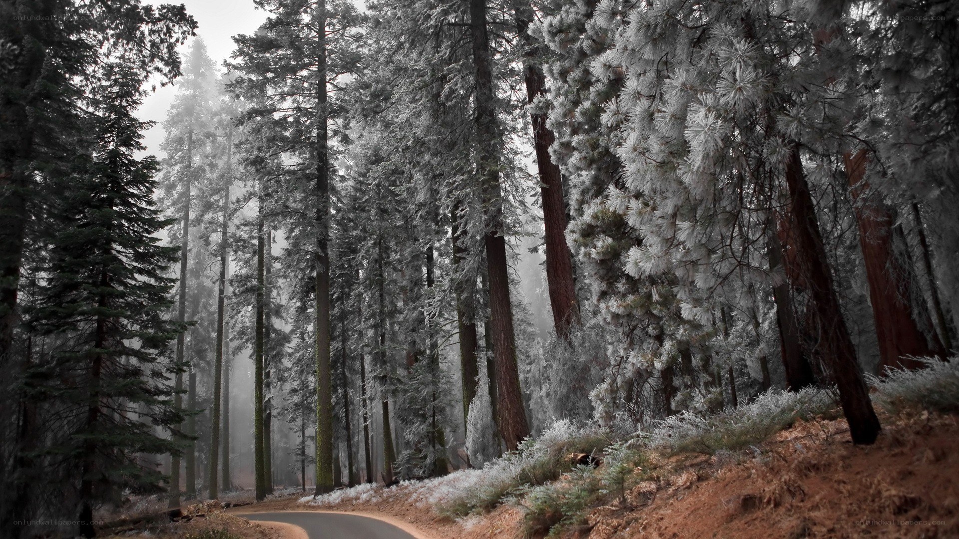 frost-covered forest road