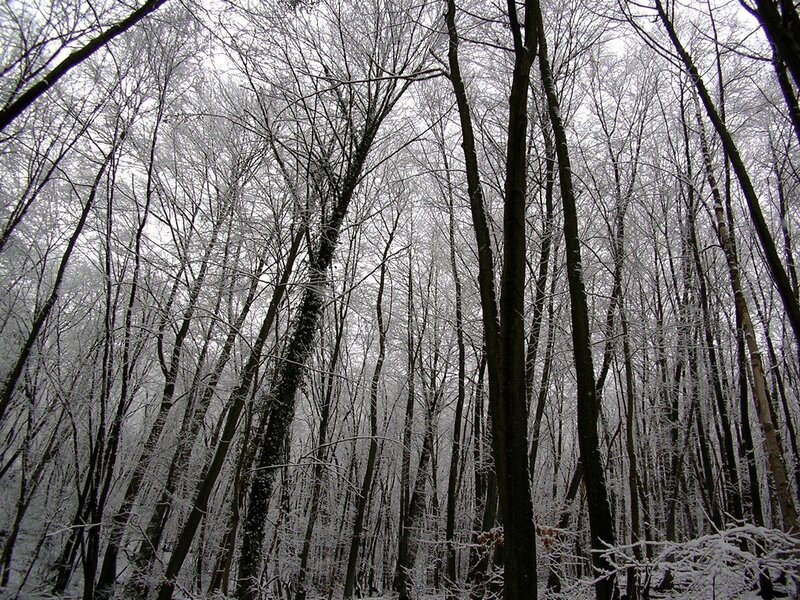 frost-covered forest