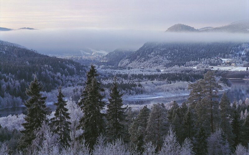 Frost-covered Forest Valley — White
