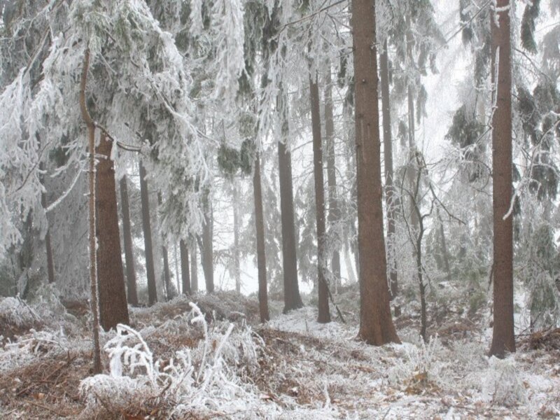 Frost-covered Forest — White, Cold