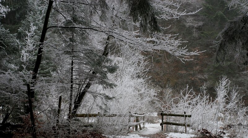 Frost-covered Forest — White, Cold, Winter, Photograph, Trees, Bushes