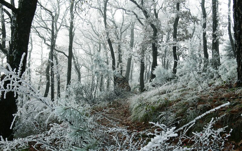 Frost-covered Forest — White, Cold, Winter