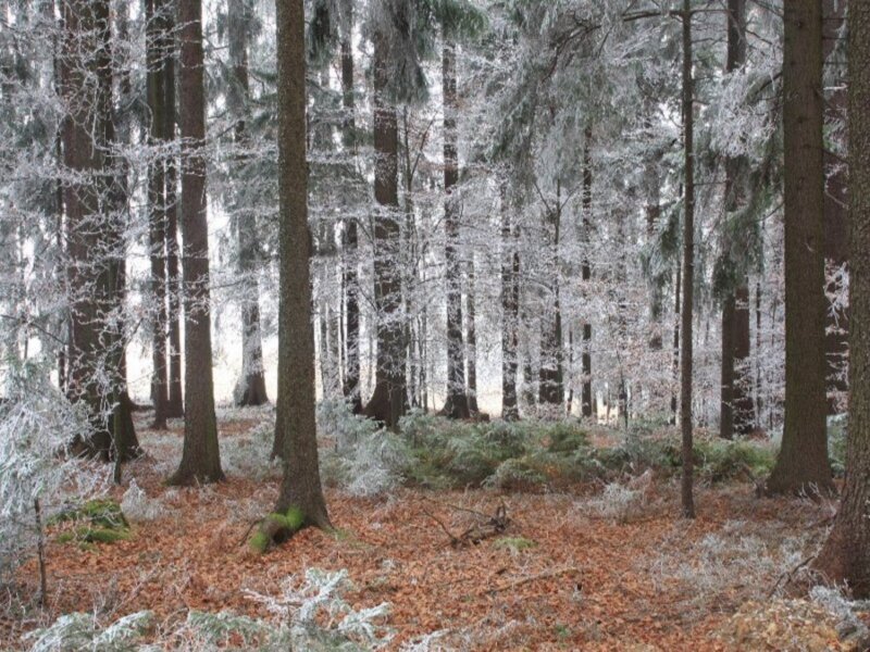 Frost-covered Forest — White, Serene, Winter, Photograph