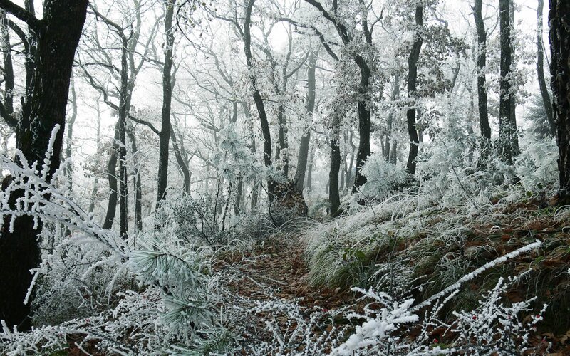 Frost-covered Forest — White, Serene, Winter, Photograph, Trees, Grass, Path, Brown