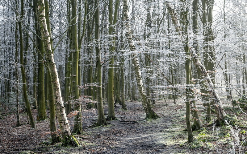Frost-covered Forest — White, Serene, Winter, Photograph, Trees, Snow, Path
