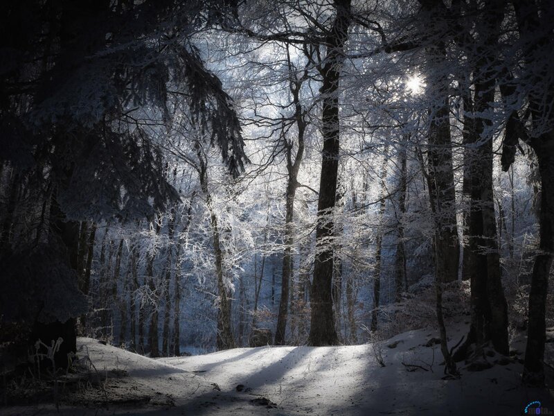 Frost-covered Forest — White, Serene, Winter, Photograph, Trees, Snow