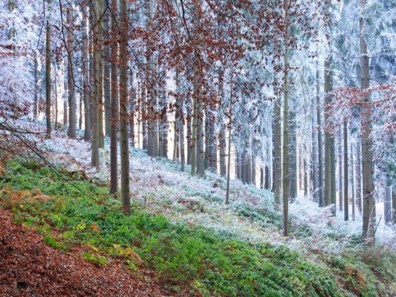 Frost-covered Forest — White, Serene, Winter, Photograph, Trees