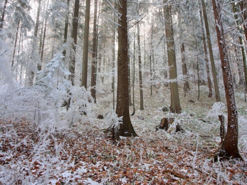 Frost-covered Forest — White, Serene, Winter