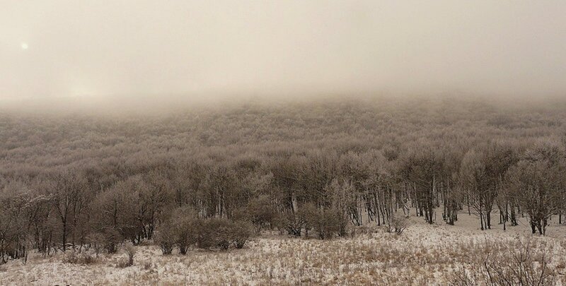 Frost-covered Forest — White