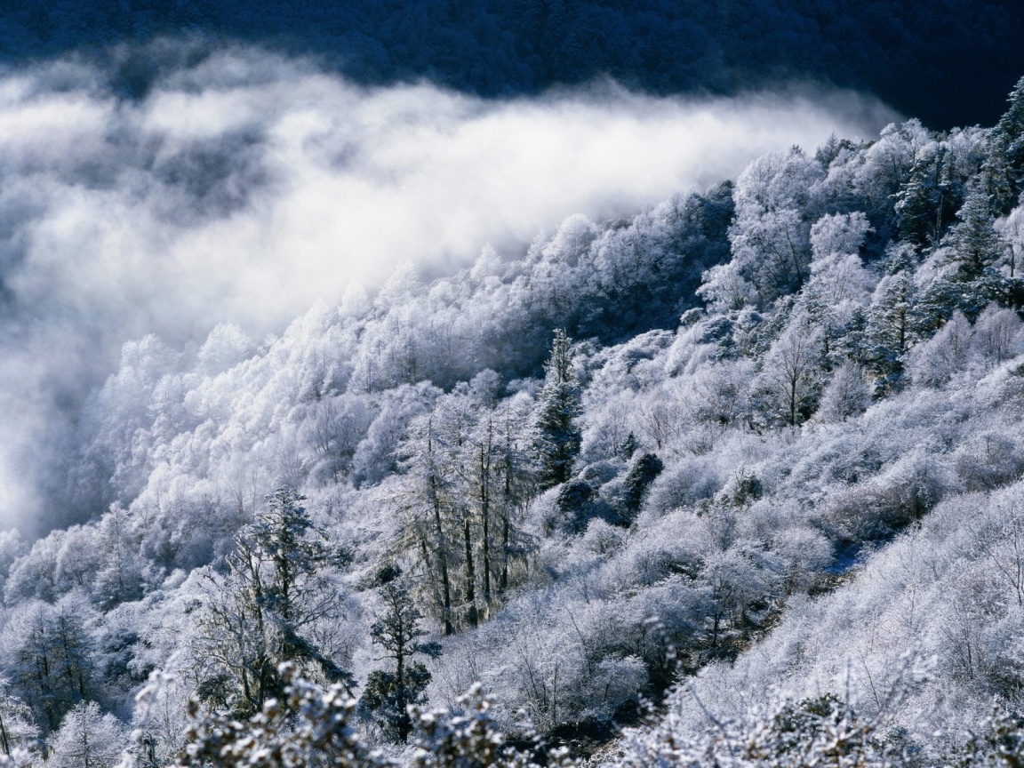 frost-covered forest with mist