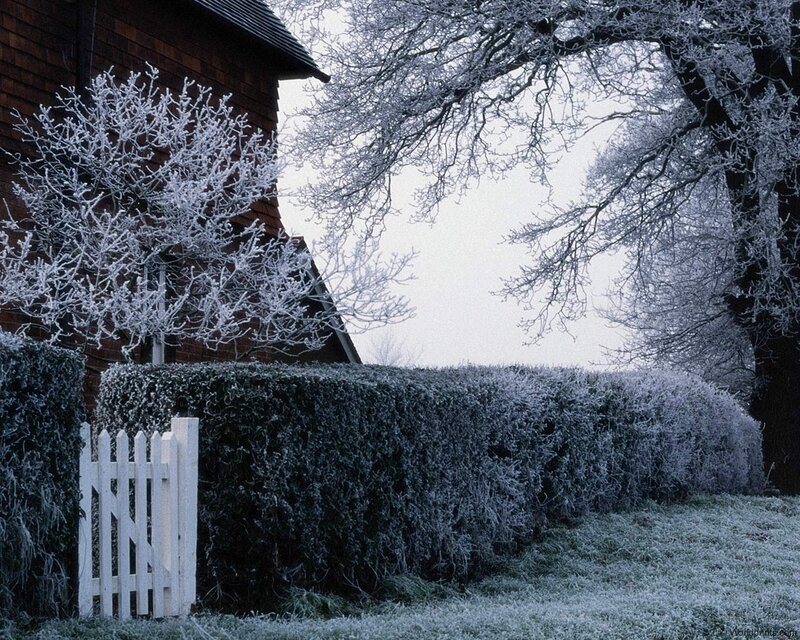 Frost-covered garden in winter