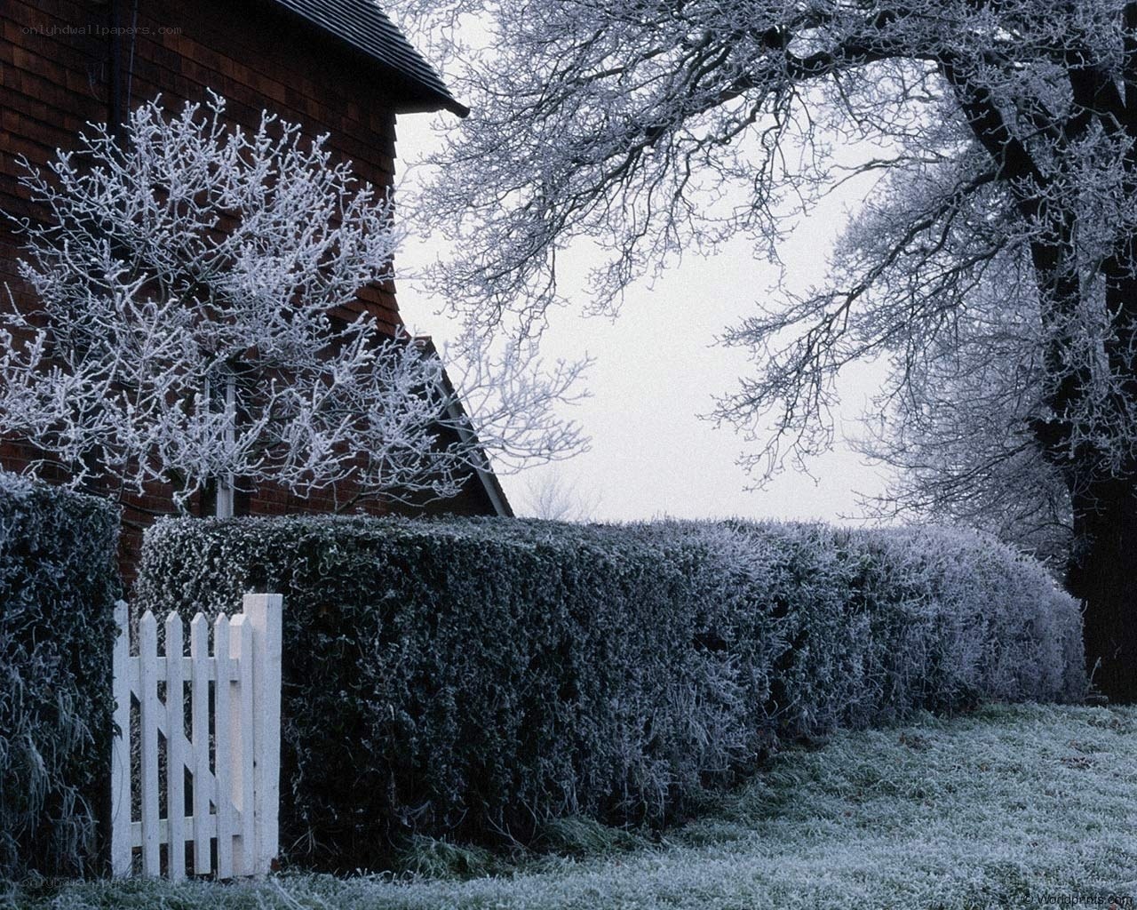 Frost-covered garden in winter