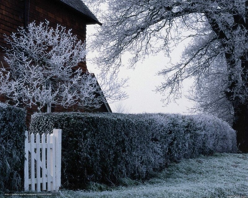 Frost-covered garden in winter