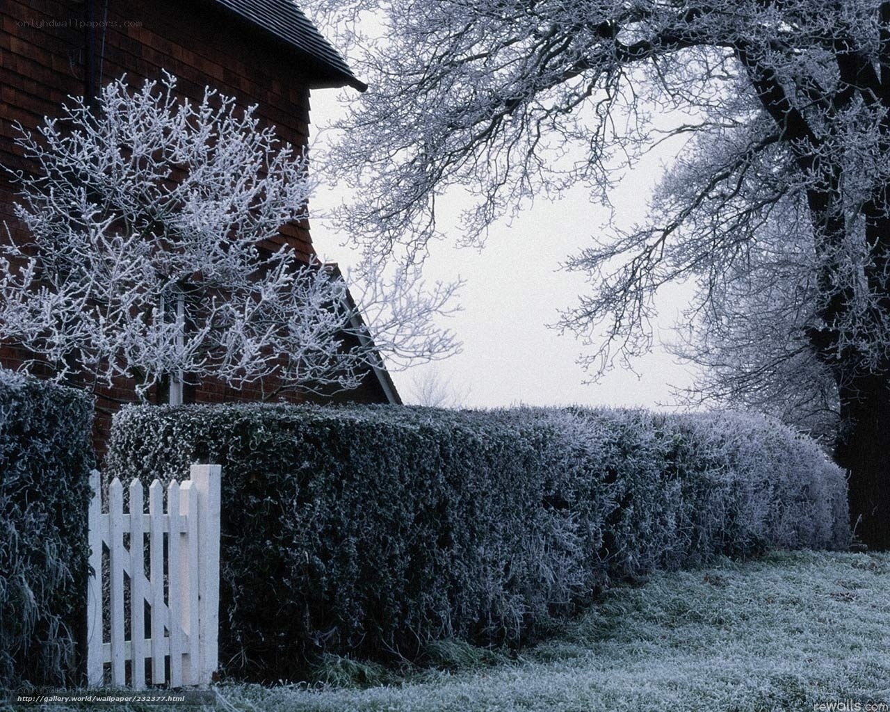 Frost-covered garden in winter