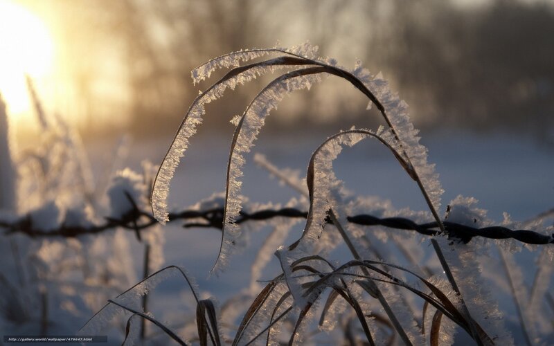 Frost-covered Grass and Barbed Wire