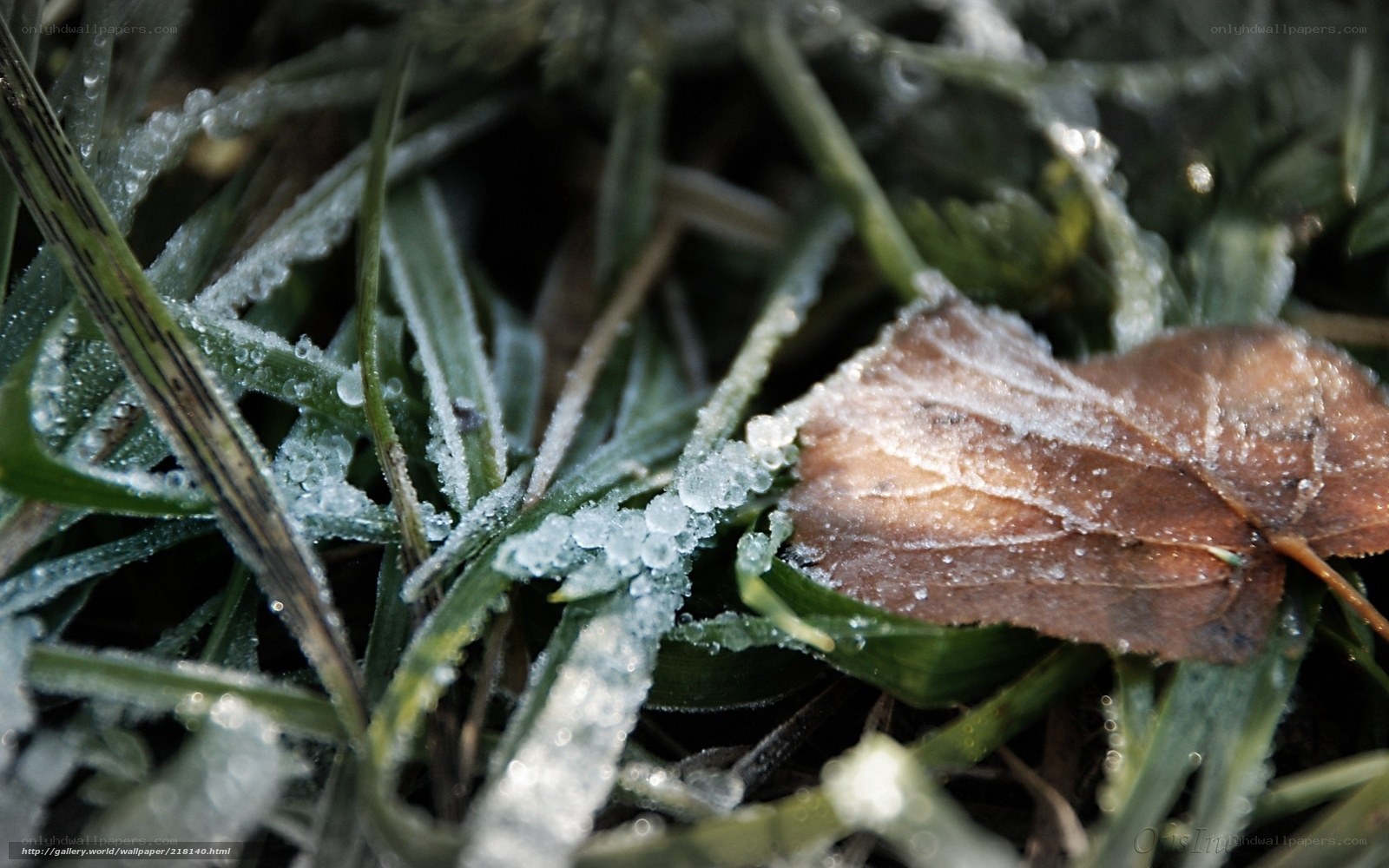 frost-covered grass and leaf