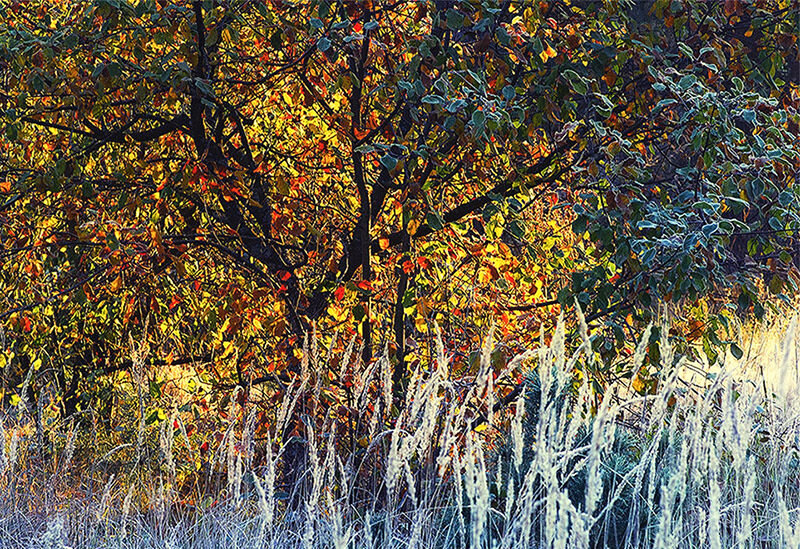 Frost-covered Grass and Trees