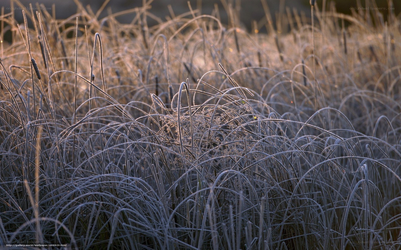 Frost-covered grass at dawn