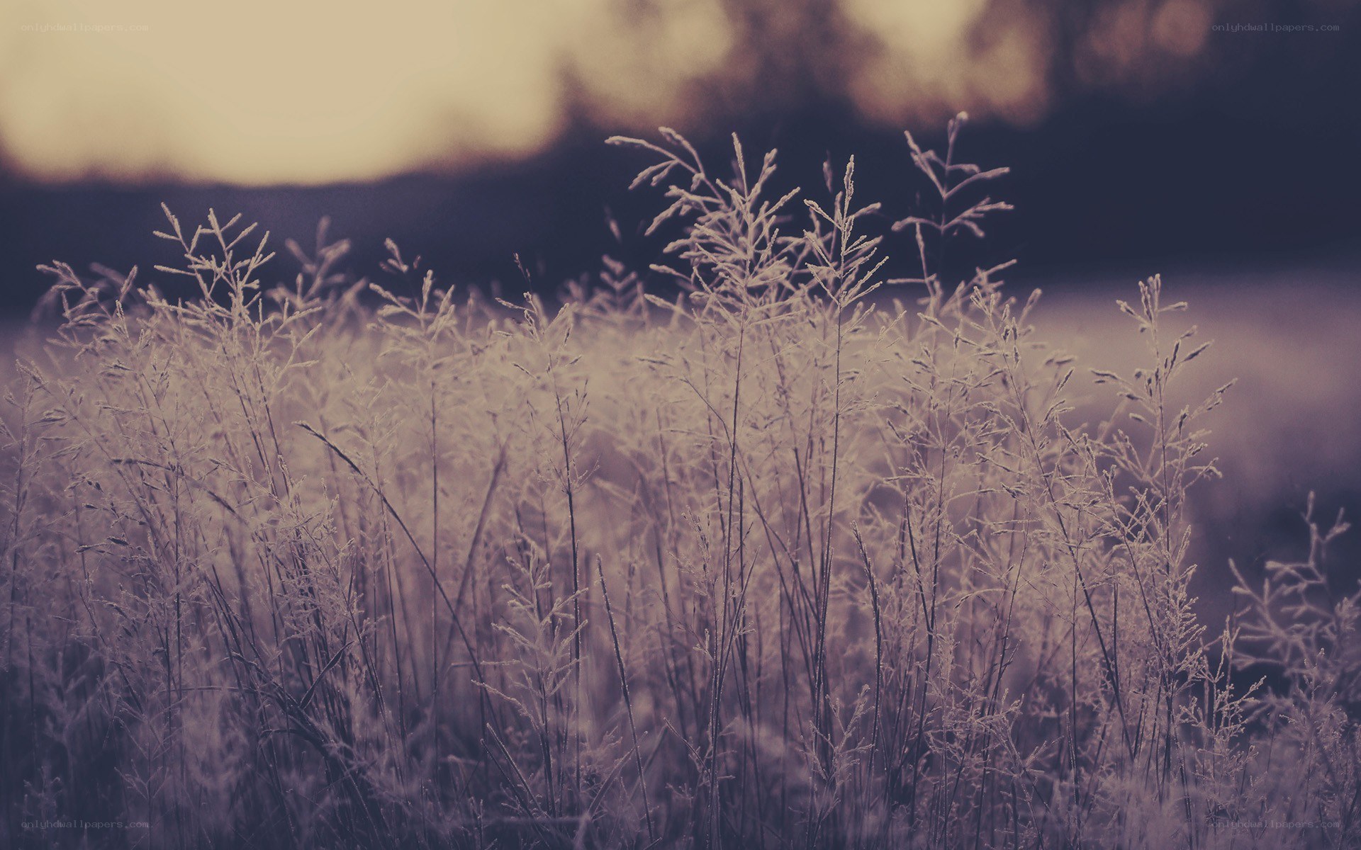 frost-covered grass at dawn