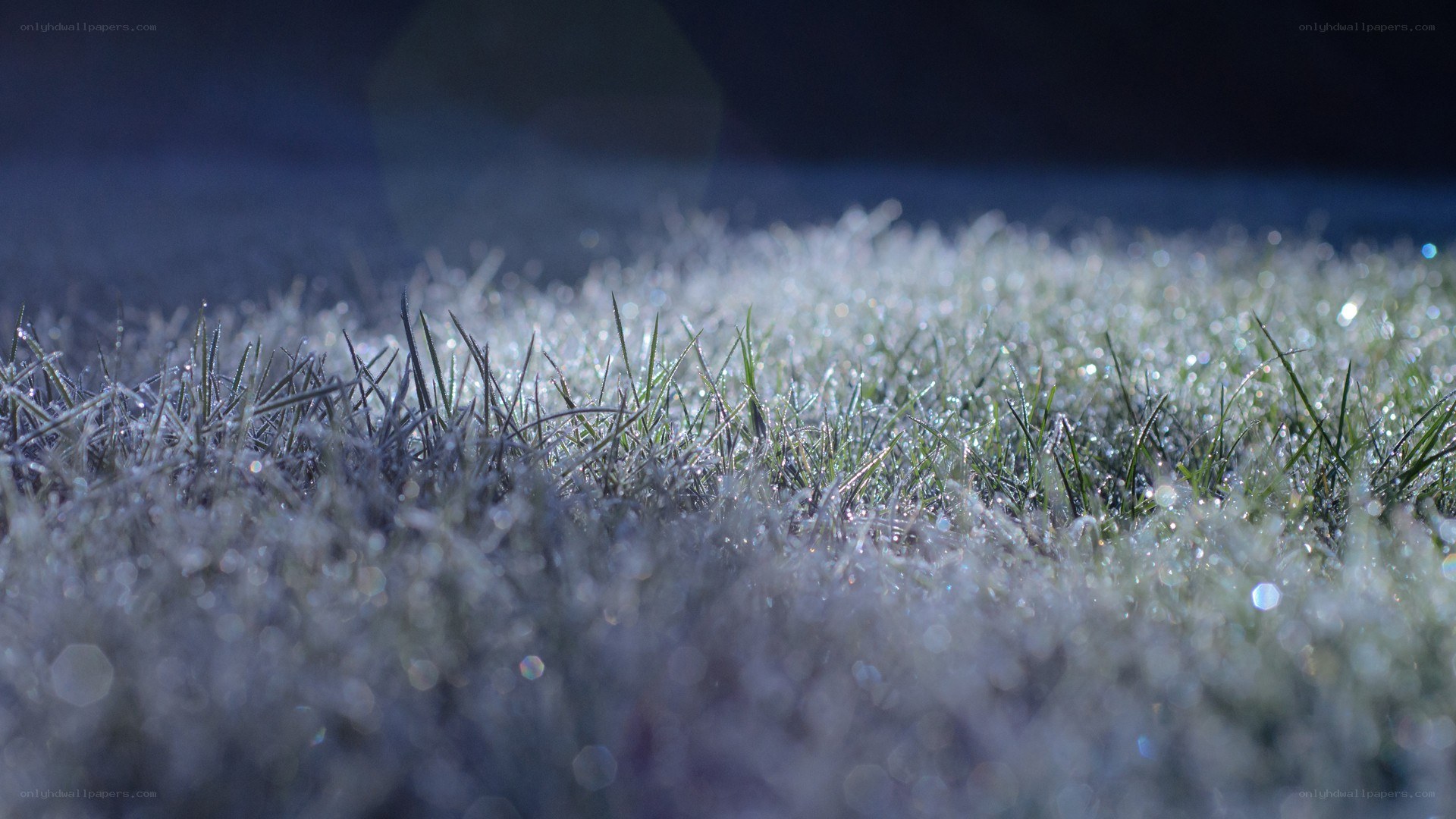 frost-covered grass at dawn