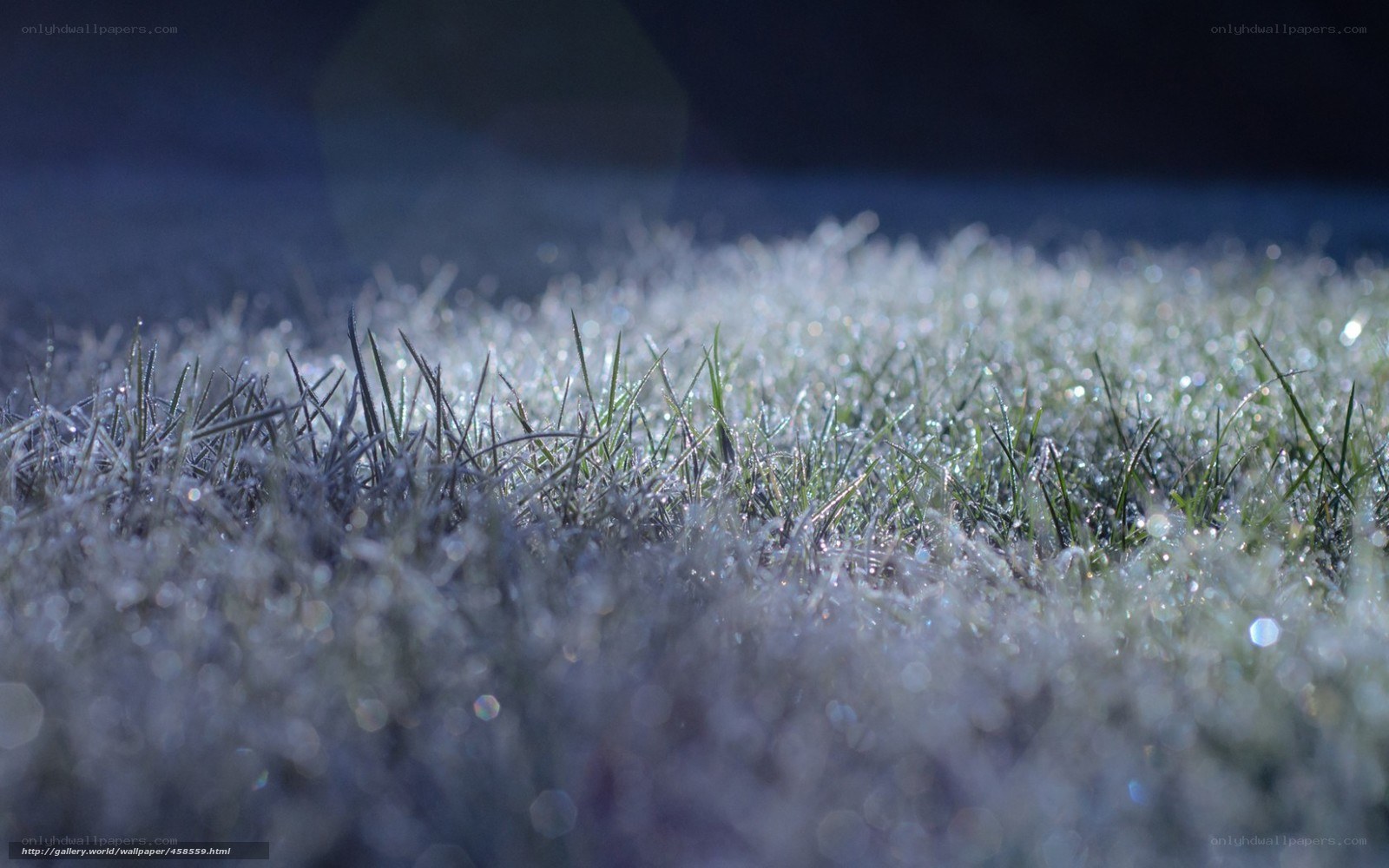frost-covered grass at dawn