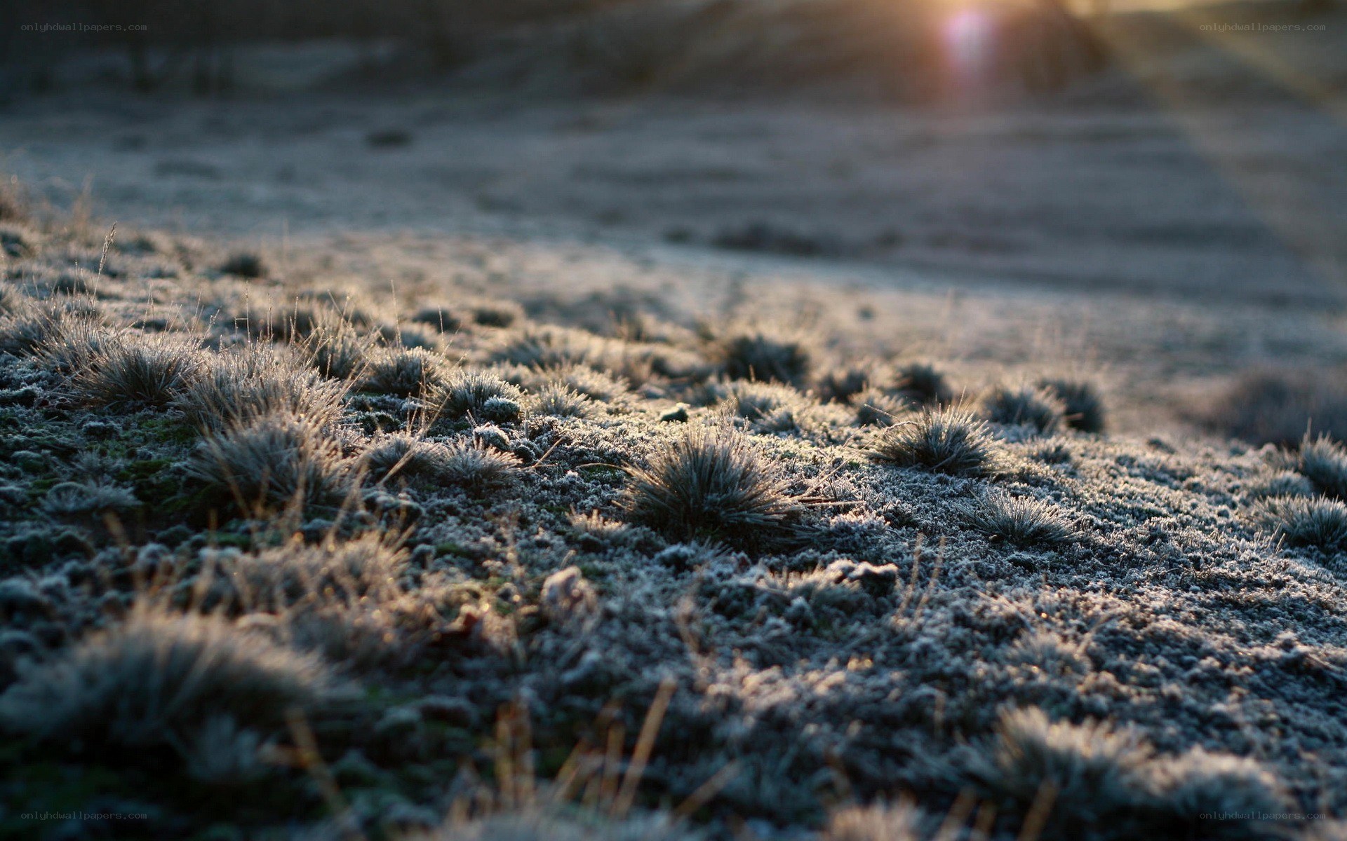 Frost-covered grass at sunrise