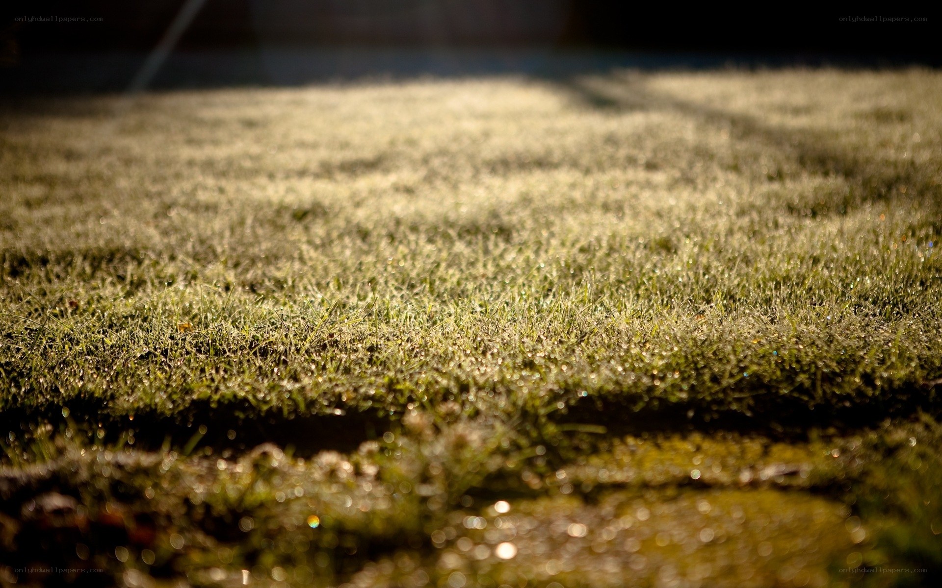 Frost-covered grass at sunrise