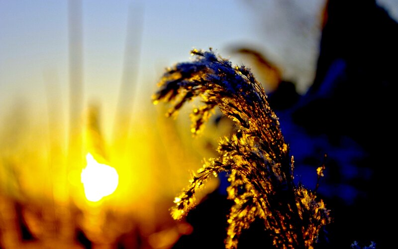 Frost-covered Grass at Sunset