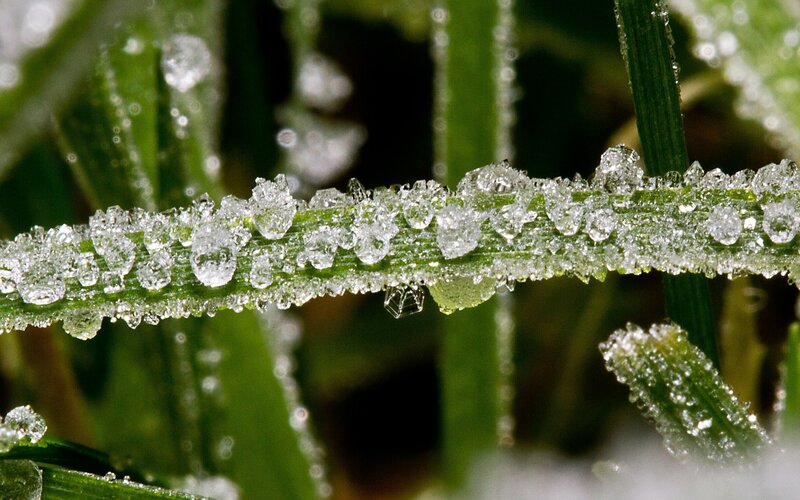 Frost-covered Grass Blade — Green, Calm, Morning