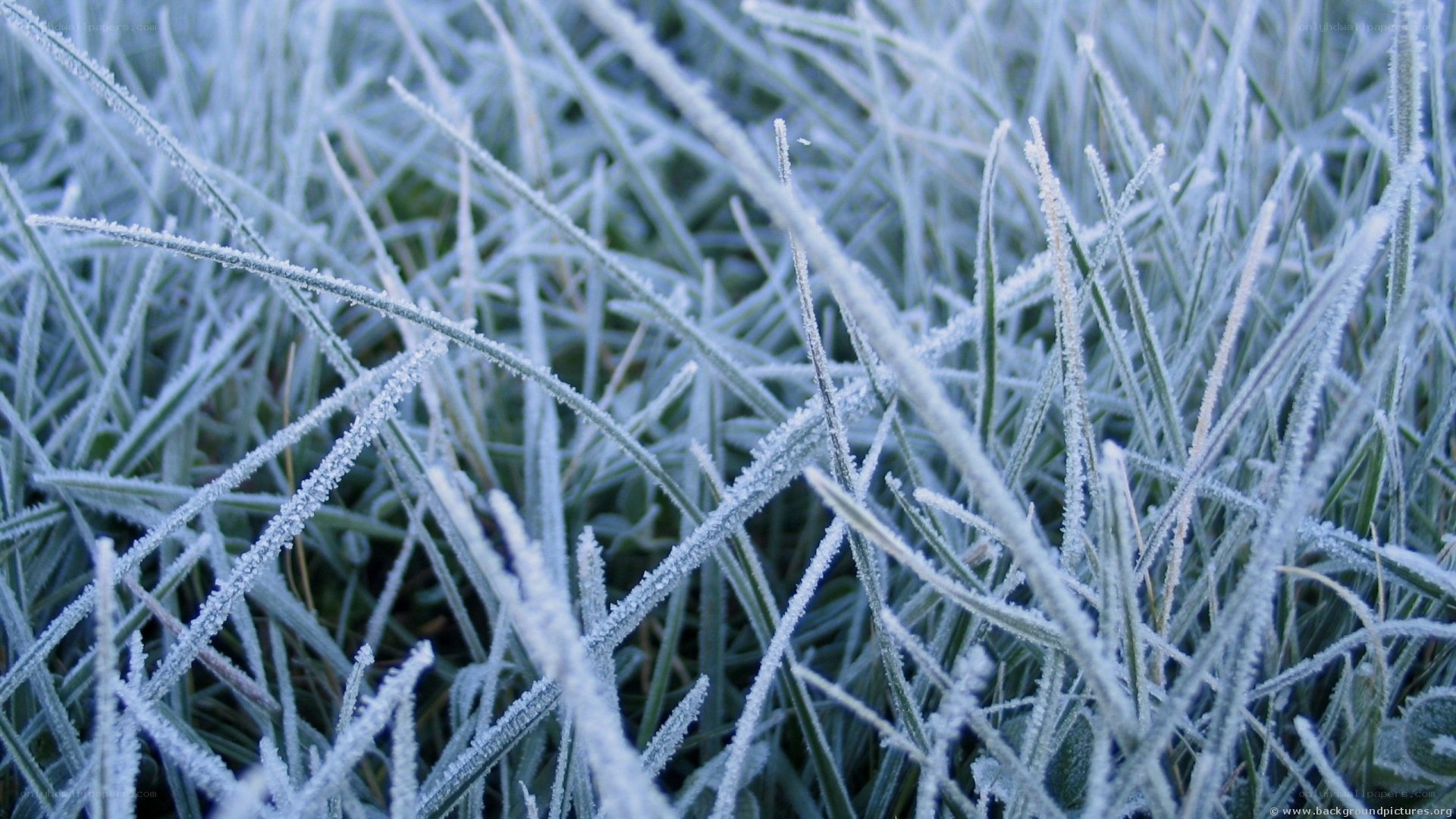 frost-covered grass blades