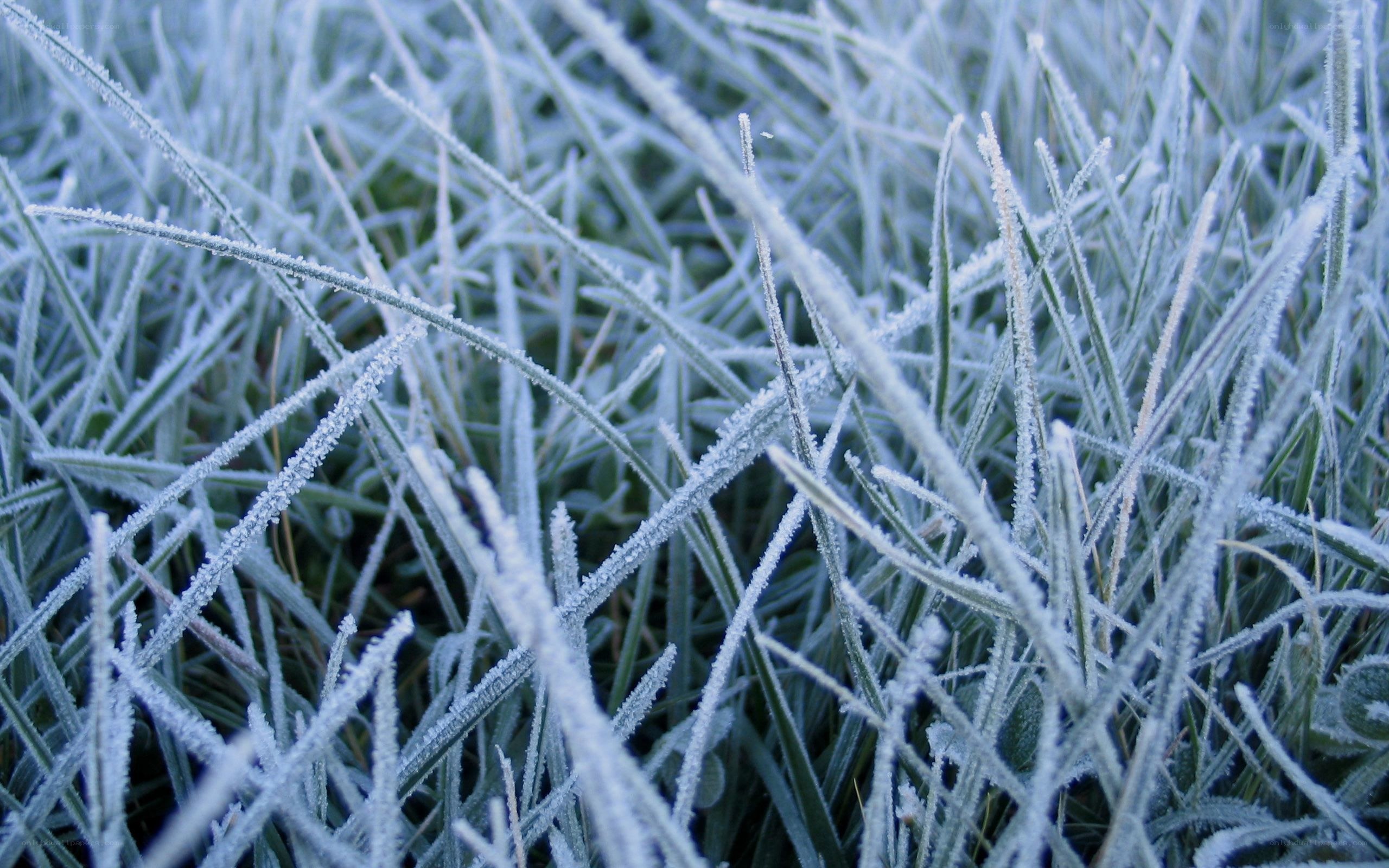 frost-covered grass blades