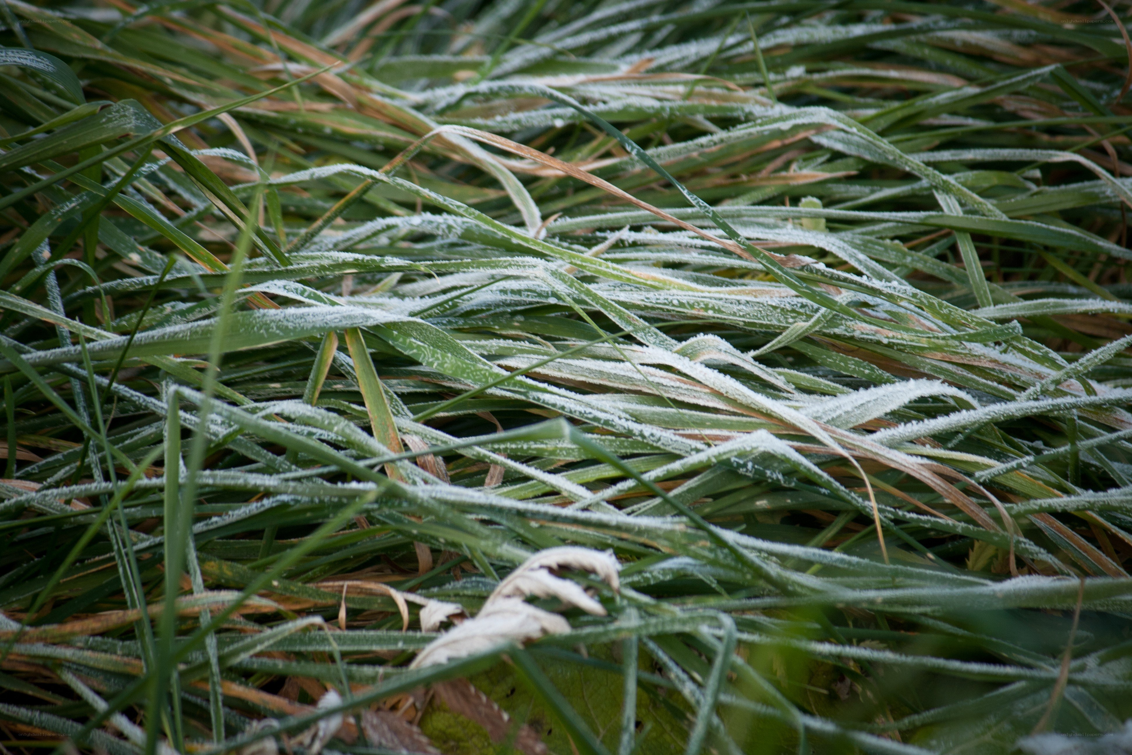 frost-covered grass blades